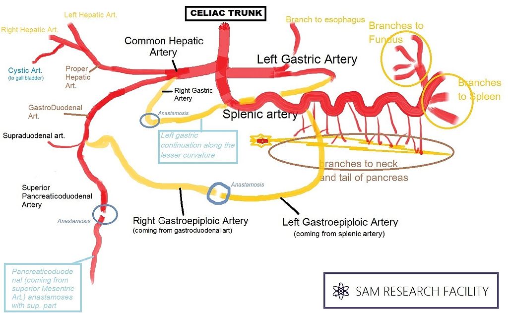 Celiac trunk with extent.jpg
